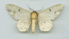 Biston suppressaria