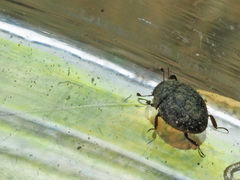 Chaetophora spinosa
