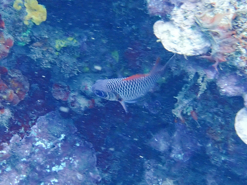 Myripristis violacea observed 2026-10-12