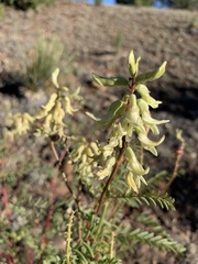 Astragalus praelongus