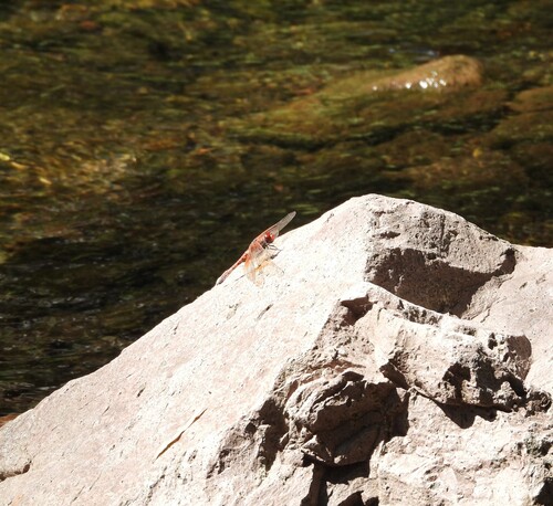 Red Rock Skimmer
