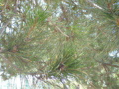Pinus brutia