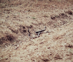 Aspidites melanocephalus