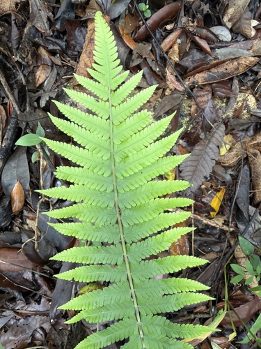 Christella dentata observed 2026-10-20