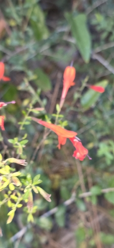 Clinopodium coccineum observed 2026-10-19