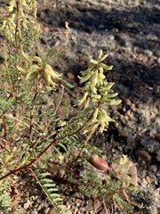 Astragalus praelongus