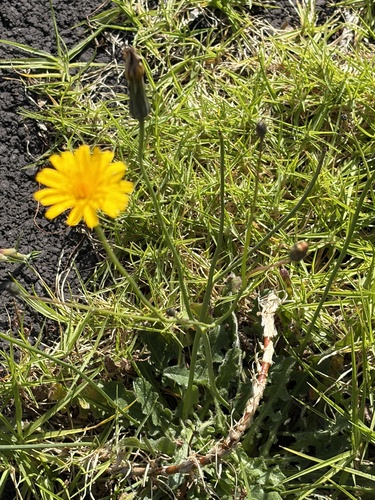 Hypochaeris radicata observed 2026-10-19