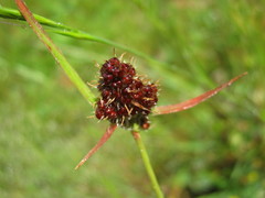 Luzula densiflora