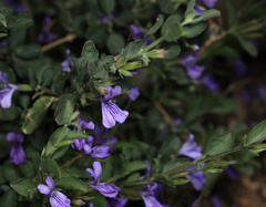 Dyschoriste rogersii