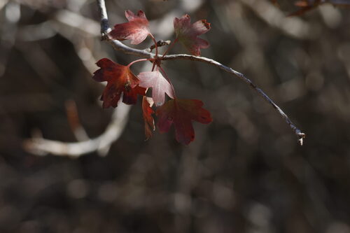 Ribes aureum, 2026-10-19
