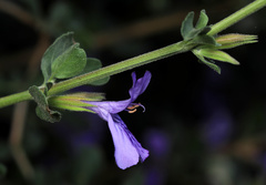 Dyschoriste rogersii