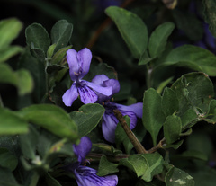 Dyschoriste rogersii