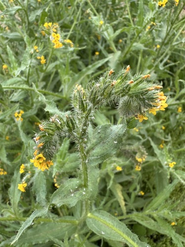 Amsinckia, 2026-10-19