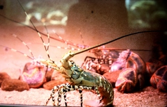 Panulirus ornatus