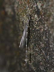 Episynlestes intermedius