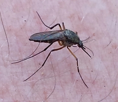 Psorophora cyanescens