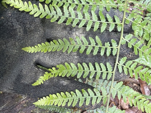 Hypolepis muelleri observed 2026-10-20