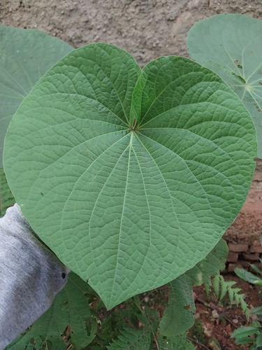 Piper umbellatum observed 2026-10-18