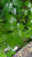 Notoseris melanantha