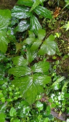 Notoseris melanantha