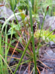 Eleocharis macrostachya