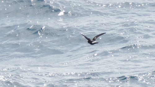 iNaturalist image