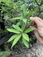 Litsea cubeba