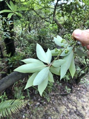 Litsea cubeba