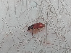 Zenodosus sanguineus