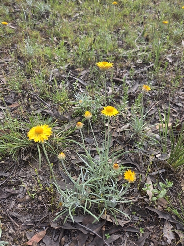 Leucochrysum albicans observed 2026-10-20