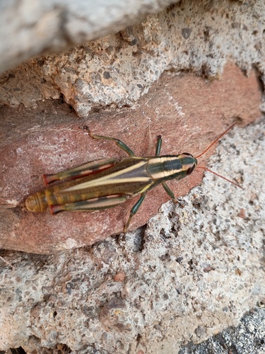 Thomas's Two-striped Grasshopper