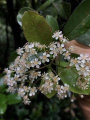 Photinia raupingensis