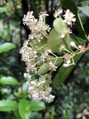 Photinia raupingensis
