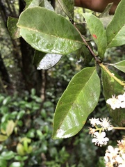 Photinia raupingensis