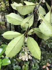 Photinia raupingensis