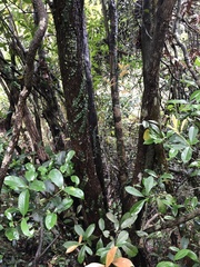 Photinia raupingensis