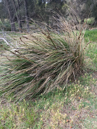 Gahnia trifida observed 2026-10-20