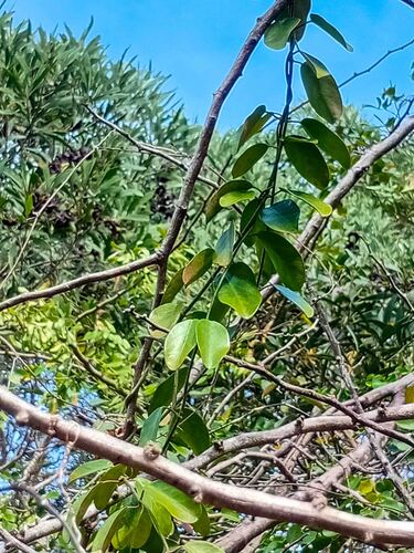 Vincetoxicum biglandulosum observed 2026-09-30