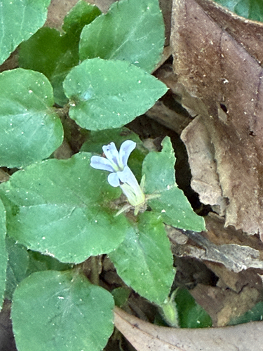 Lobelia zeylanica observed 2026-10-18