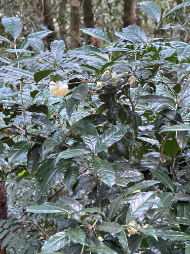 Camellia sinensis observed 2026-10-18