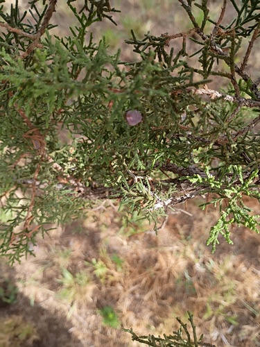 Rose-fruited Juniper