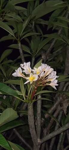 Plumeria rubra observed 2026-10-19