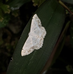 Scopula propinquaria