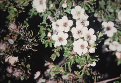 Leptospermum rupestre