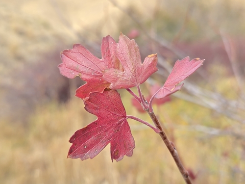 Ribes aureum, 2026-10-19