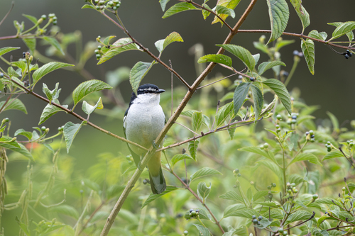 Lalage leucomela observed 2026-10-18