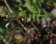 Planodes virginicum