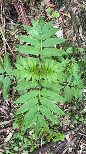 Sambucus gaudichaudiana observed 2026-10-17