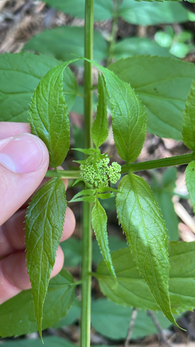 Sambucus gaudichaudiana observed 2026-10-17