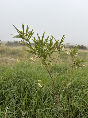 Gomphocarpus physocarpus observed 2026-10-19